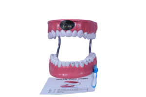 Dental Care Model