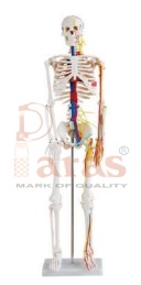 Skeleton With Nerves And Blood Vessels