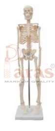 Mini Human Skeleton (Tall 42 CMS)