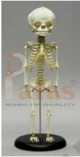 Fetus Skeleton