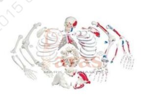 Disarticulated Skeleton
(Bilateral) With Painted Muscles