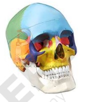 Adult Coloured Skull (Life Size)