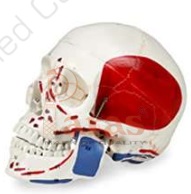 Skull With Painted Muscles