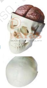 Skull With 8 Part Brain