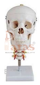 Skull With Cervical Spine