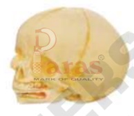 A11115 Infant Skull
