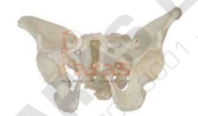 Adult Male Pelvis
