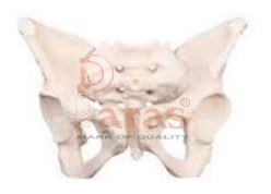 Adult Female Pelvis