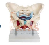 Adult Female Pelvis with Muscles and Organs