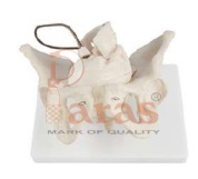 Birth Demonstration Model