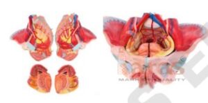 Female Pelvis with
Muscles, Organs and Nerves
Model