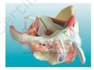 Male Pelvis with
Genital and Vascular Nerve Model