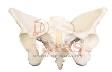 Flexible Adult Female Pelvis