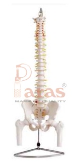 Life Size Vertebral
Column with Pelvis and Femur
Heads (85 cms.)