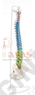 Didatic Flexible
Coloured Life-Size Spine with
Pelvis