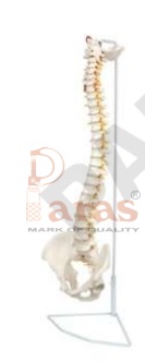 Life Size Spine with
Pelvis