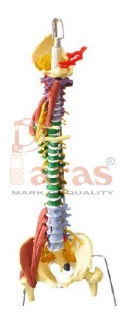 Life Size Spine with
Muscles and Disorders