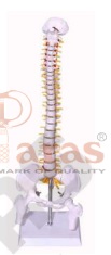 Mini Spine Model