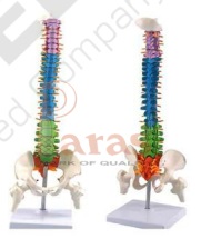 Mini Coloured Spine Model
