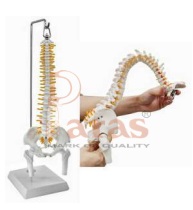 Mini Flexible Spine Model