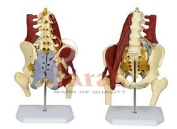 Lumbar Spine with Muscles