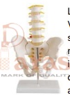 Pelvis with 5
Pcs. Lumbar
Vertebrae