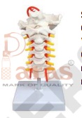 Cervical Spine
with Neck Artery and
Occipital Bone Model