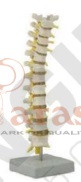 Thoracic Spinal Column