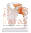 Shoulder Joint Model
with Ligaments