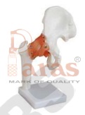 Hip Joint Model with
Ligaments