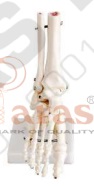 Foot Joint Model