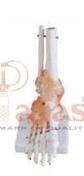Foot Joint Model with Ligaments