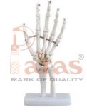 Hand Joint Model