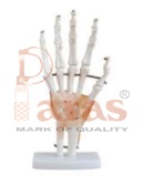 Hand Joint Model with Ligaments