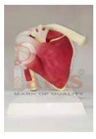 Life-Size Muscular Shoulder Joint Model