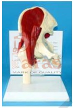 Muscular Hip Joint Mode