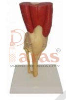 Muscular Knee Joint Model