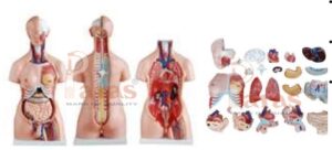 Unisex Torso 23 Parts 85 CM