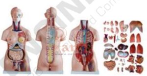 Unisex Torso 40 Parts 85 CM