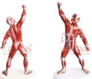 Mini Whole Body Muscled Man