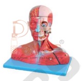 Head and Neck with Blood Vessels, Nerves and Brain