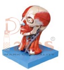 Head And Neck
Muscles and Vascular Brain
Model