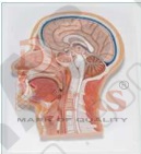 Human Head Model Sagittal Section