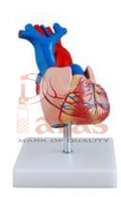 Life Size Heart Model
Parts