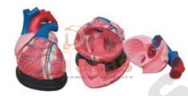 Jumbo Heart Model