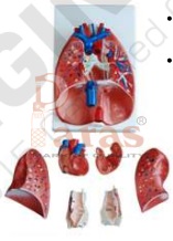 Larynx Heart and Lungs Model