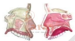 Model Of Anatomical Nasal Cavity