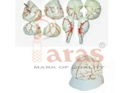 Brain With Arteries (8 Part)