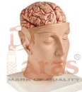 Brain With Arteries on Head