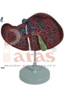 Liver Model